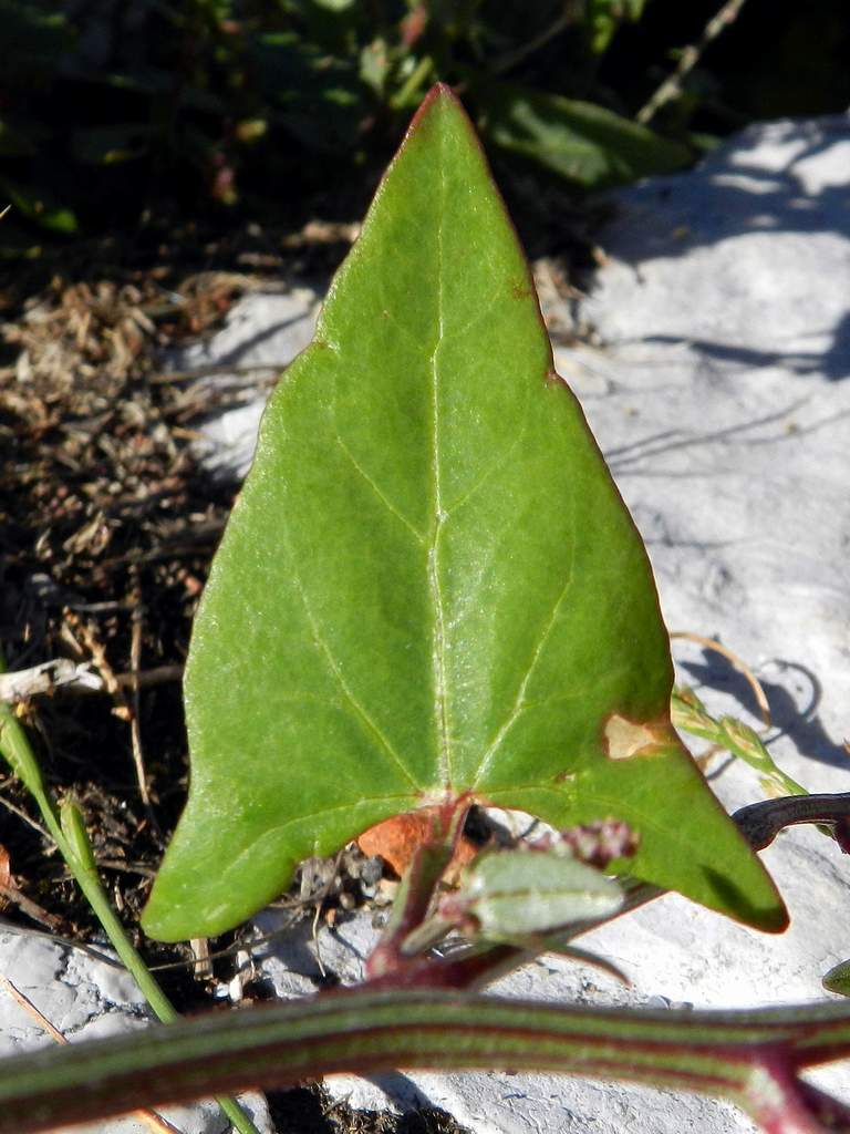 Atriplex sp. ?